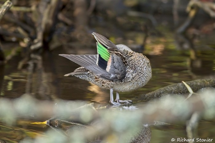 Green-winged Teal