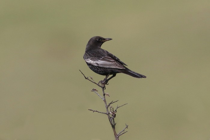 Ring Ouzel