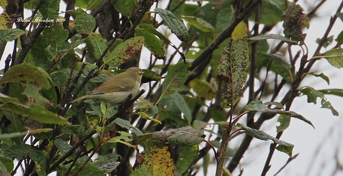 Greenish Warbler