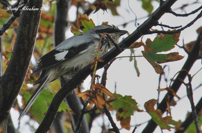 Great Grey Shrike