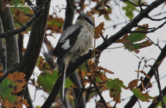 Great Grey Shrike