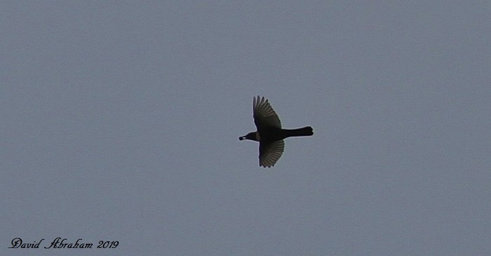 Ring Ouzel