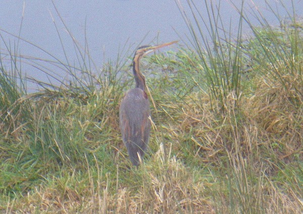 Purple Heron