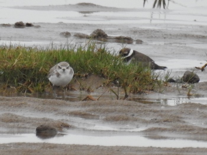 Kentish Plover