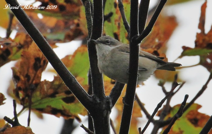 Lesser Whitethroat