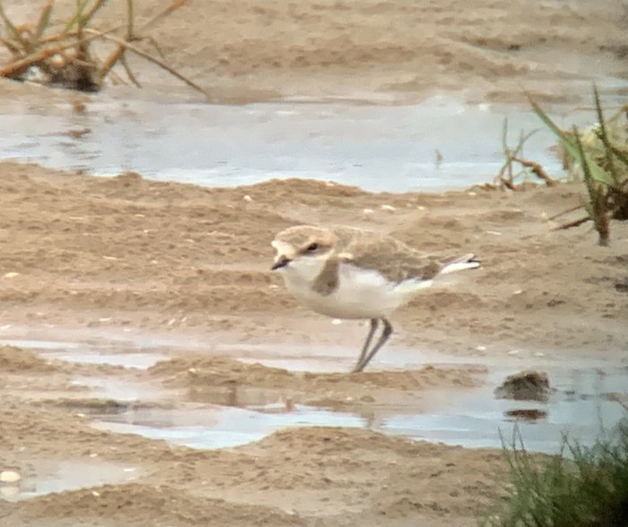 Kentish Plover