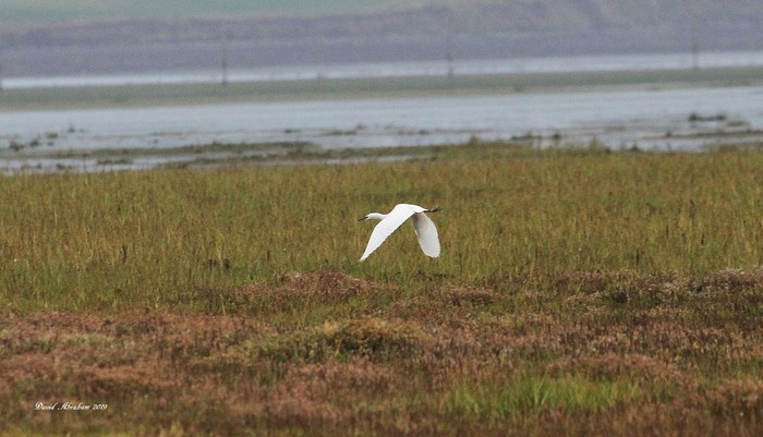 Little Egret