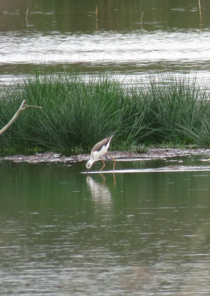 Black-winged Stilt
