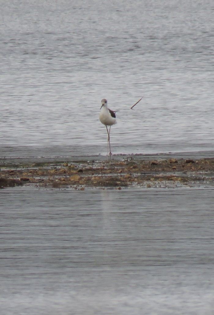 Black-winged Stilt