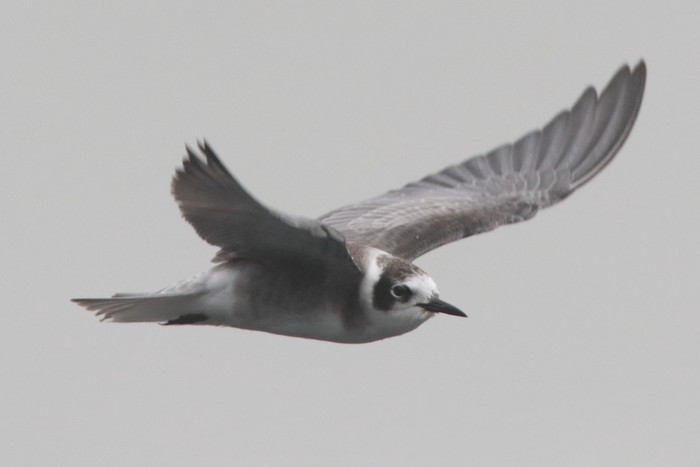 American Black Tern