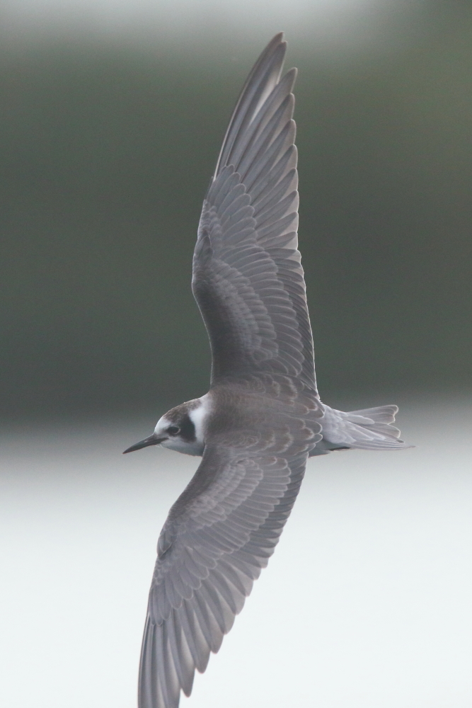 American Black Tern