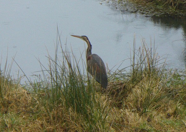 Purple Heron