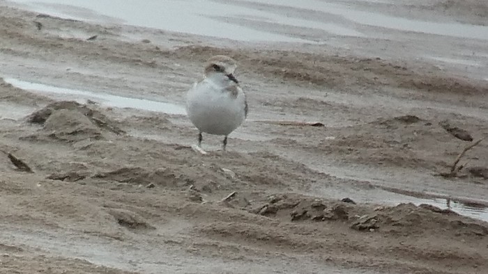Kentish Plover