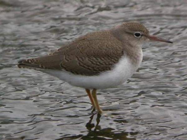Spotted Sandpiper