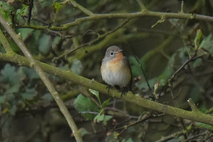 Red-breasted Flycatcher