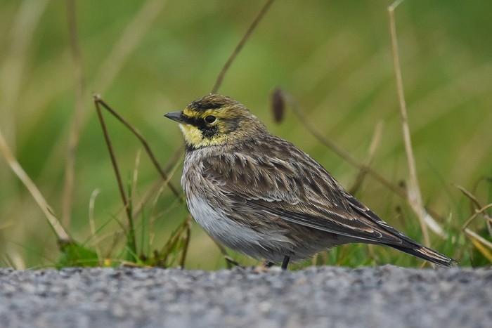 Shorelark