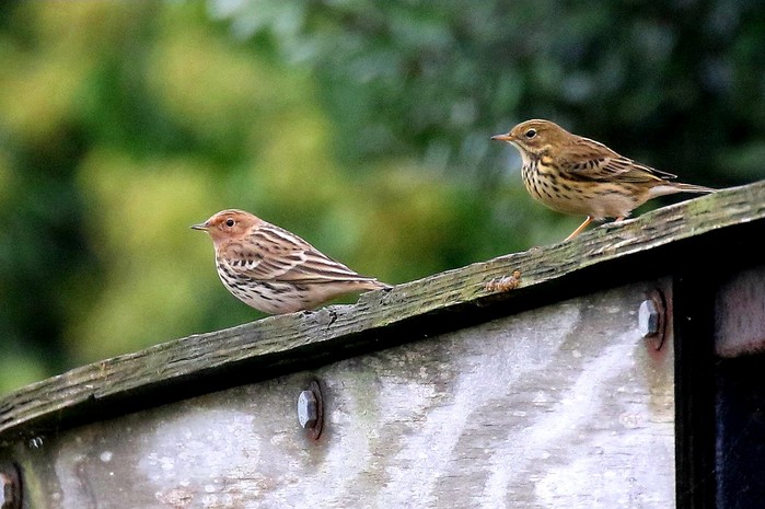 Red-throated Pipit