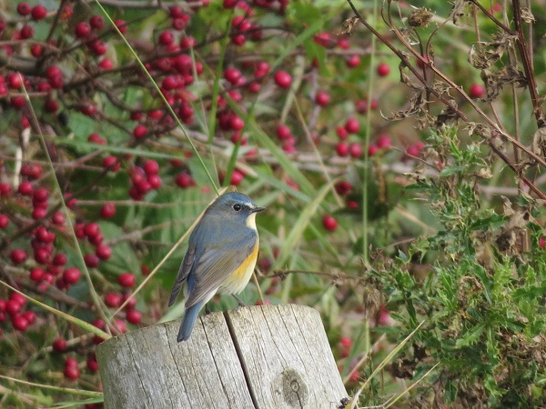 Red-flanked Bluetail