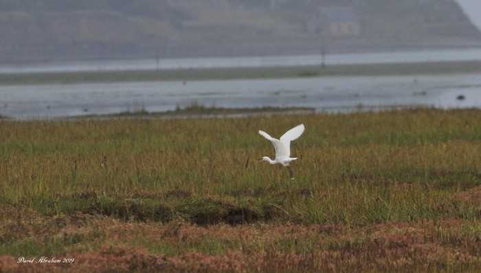 Little Egret