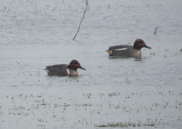 Green-winged Teal