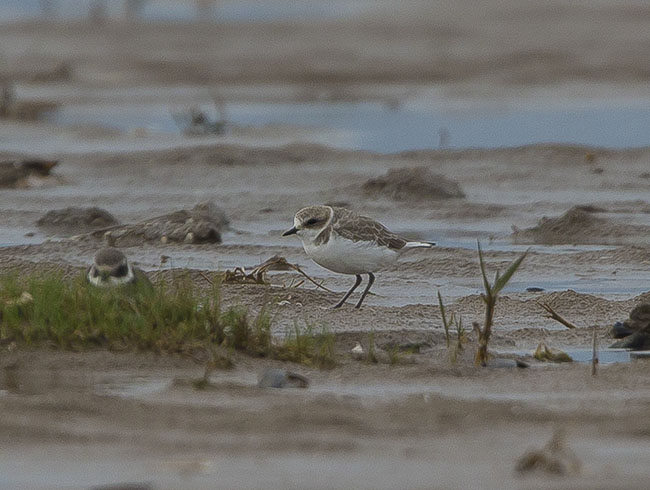 Kentish Plover