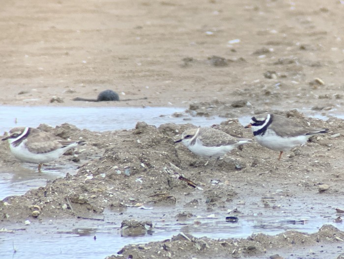 Kentish Plover