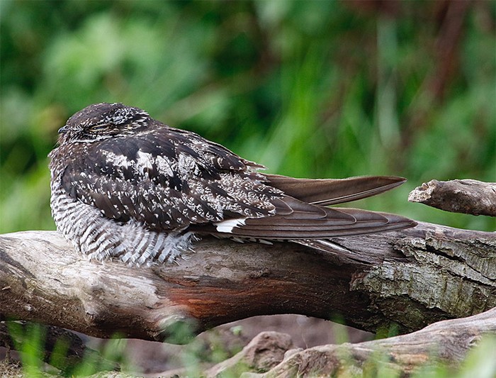 Common Nighthawk