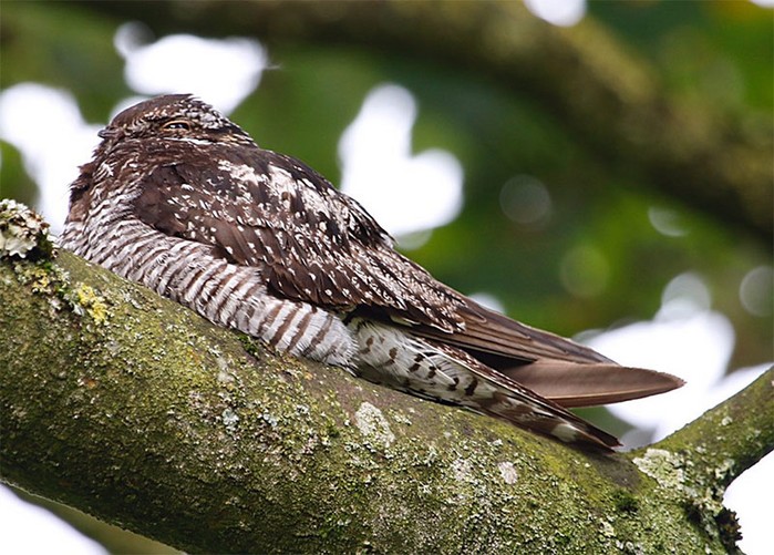 Common Nighthawk