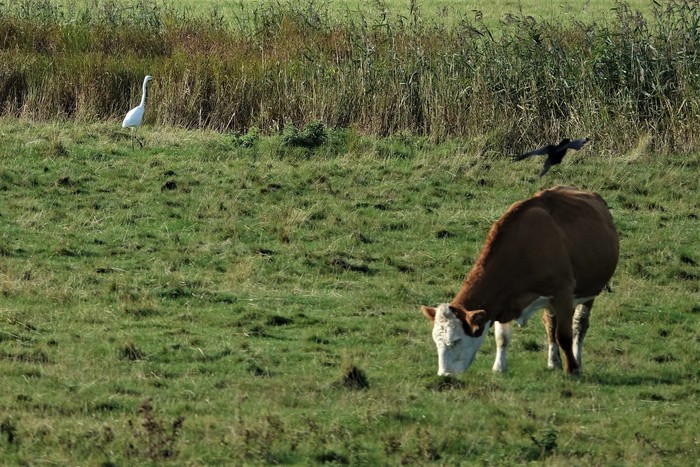 Great White Egret