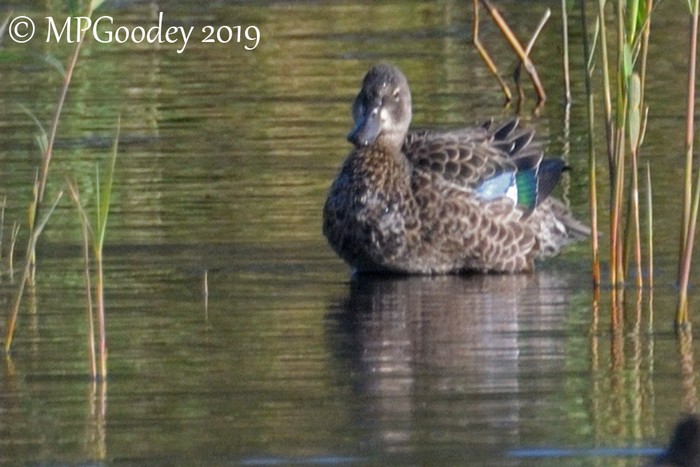 Blue-winged Teal