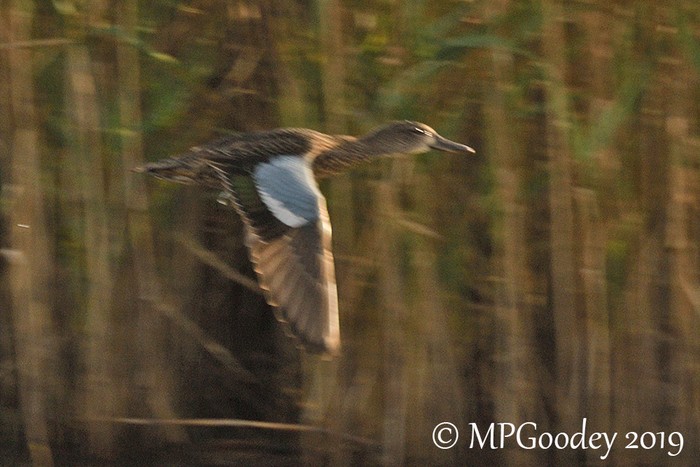 Blue-winged Teal