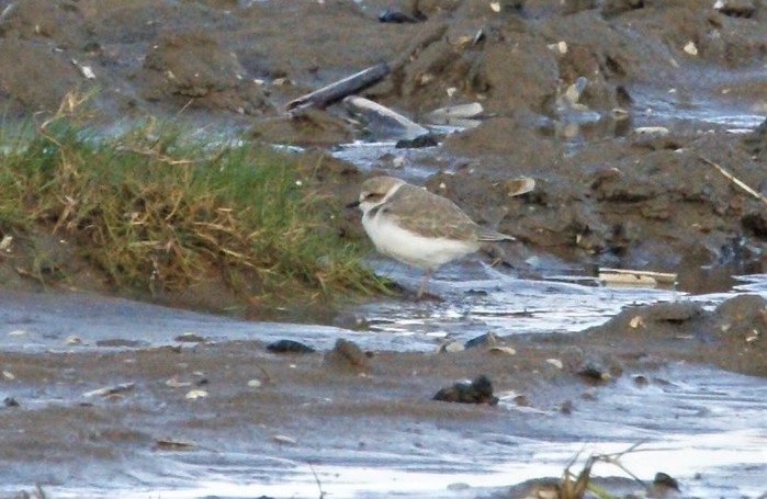Kentish Plover