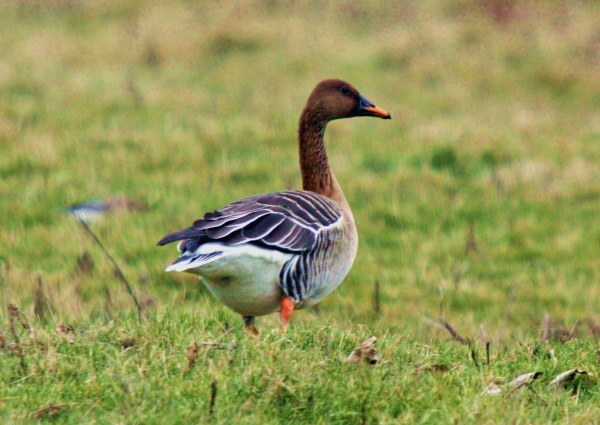 Taiga Bean Goose