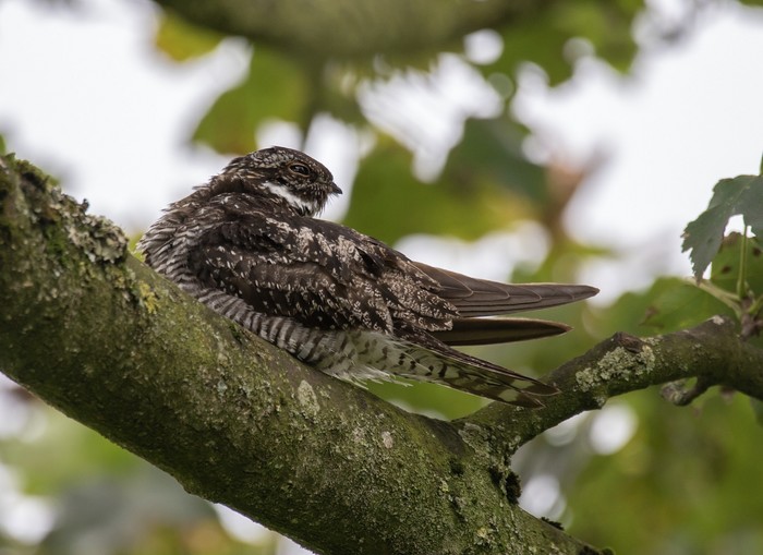 Common Nighthawk