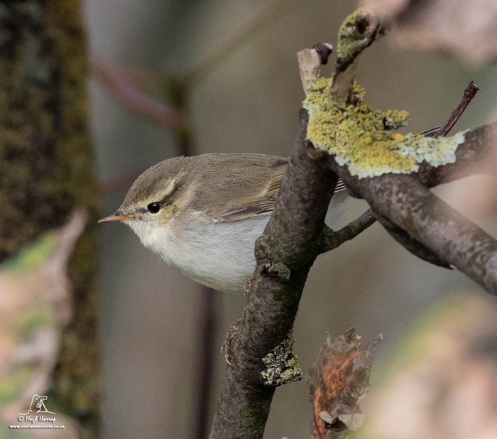 Greenish Warbler