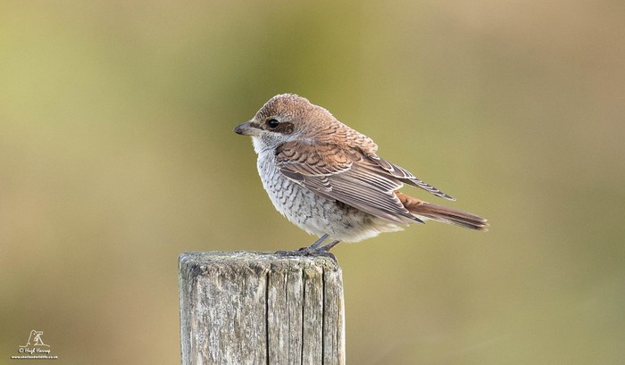 Red-backed Shrike