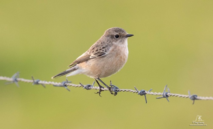 Siberian Stonechat