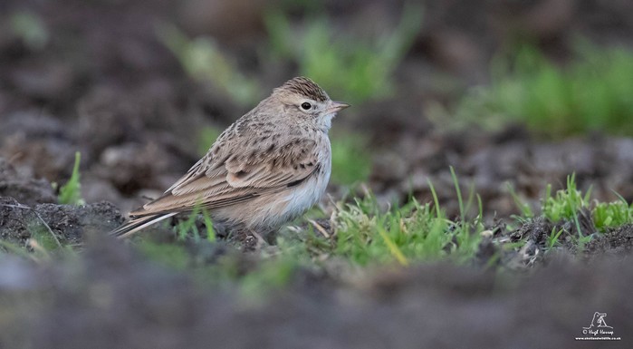 Short-toed Lark