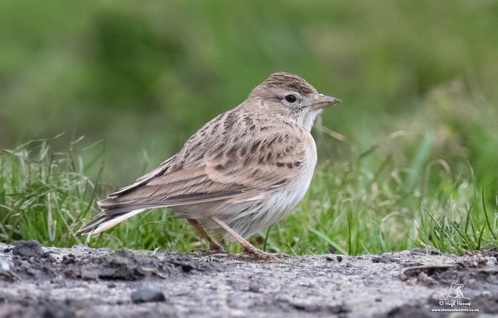 Short-toed Lark