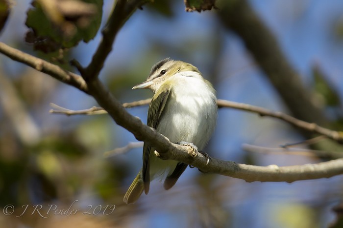 Red-eyed Vireo