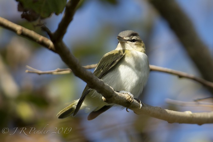 Red-eyed Vireo