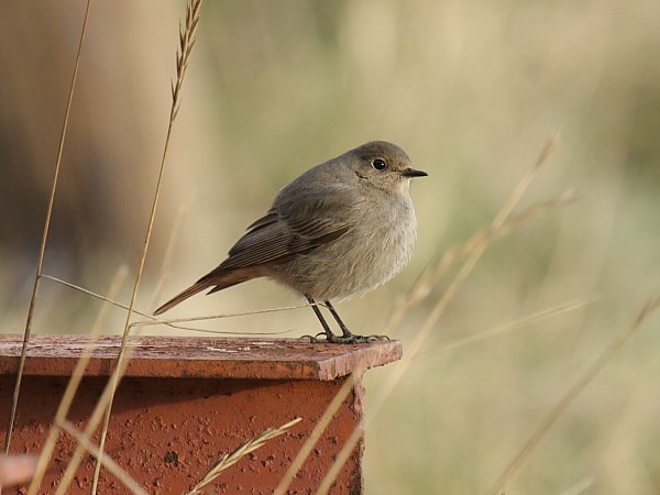 Black Redstart
