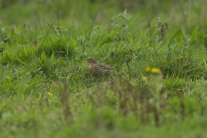Red-throated Pipit