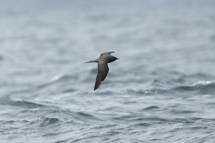 Arctic Skua