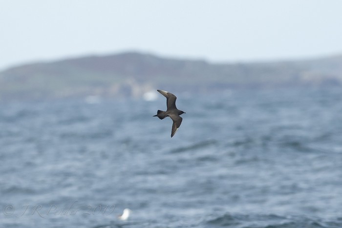Arctic Skua