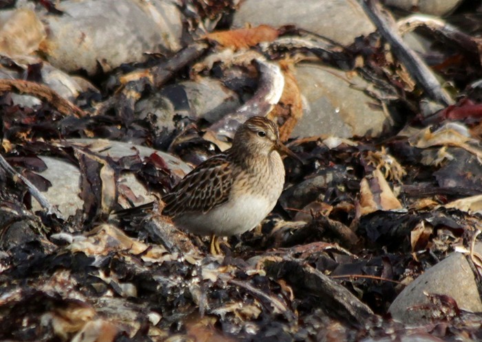 Pectoral Sandpiper