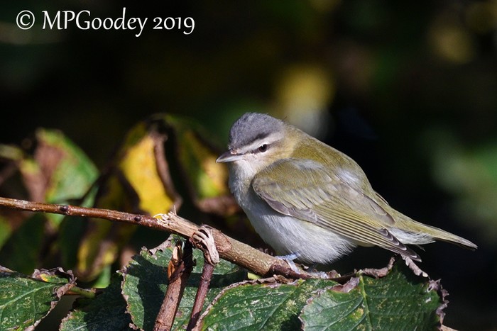 Red-eyed Vireo
