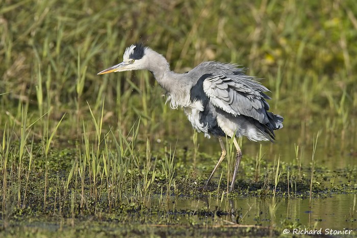 Grey Heron