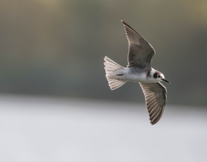 American Black Tern
