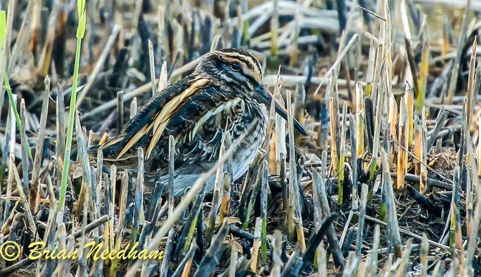 Jack Snipe